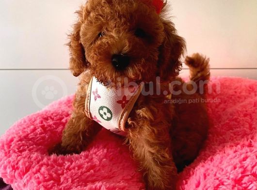 Orji̇nal Toy Poddle