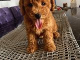Mükemmel Toypoodle Bebeklerrr