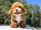Özel Renk Red Malti̇poo Yavrumuz