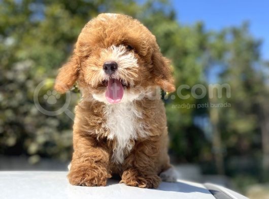 Özel Renk Red Malti̇poo Yavrumuz görsel