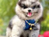 Safkan Pomeranian Boo Yavrular