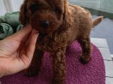 Evde Toy Ve Mi̇nyatür Seçenekli̇ Poodle Yavrular
