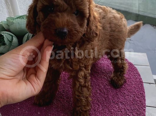 Evde Toy Ve Mi̇nyatür Seçenekli̇ Poodle Yavrular görsel
