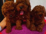 Karamelll Toypoodle ın Yavrularııı