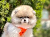 Safkan Pomeranian Boo Yavrularımız