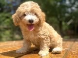 Orji̇nal Malti̇poo Bebeği̇mi̇z