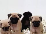 Pug  Yavrulari Mama Ve Malzeme Kampanyanli