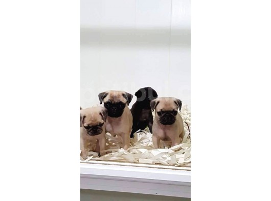 Pug  Yavrulari Mama Ve Malzeme Kampanyanli görsel