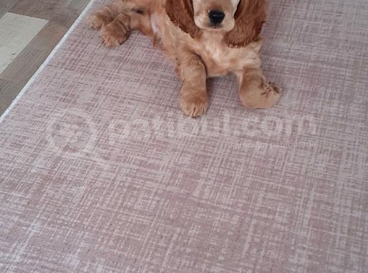 3 Aylik Dişi Yavrumuz Yeni Yuvasına Gitmeye Hazir