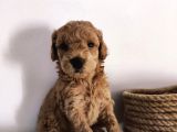Süper Kalite Toy Poodle Bebeklerimiz Yeni Yuvasına Gitmeye Hazır