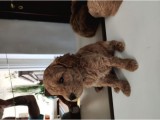 Süper Kalite Toy Poodle Bebeklerimiz Yeni Yuvasına Gitmeye Hazır