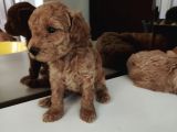 Süper Kalite Toy Poodle Bebeklerimiz Yeni Yuvasına Gitmeye Hazır