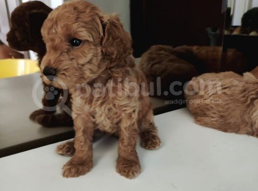 Süper Kalite Toy Poodle Bebeklerimiz Yeni Yuvasına Gitmeye Hazır görsel