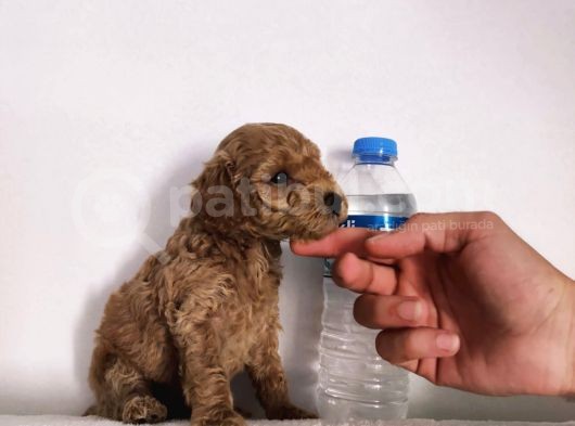 Süper Kalite Toy Poodle Bebeklerimiz Yeni Yuvasına Gitmeye Hazır görsel