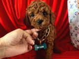 Red Brown Poodle Yavrular