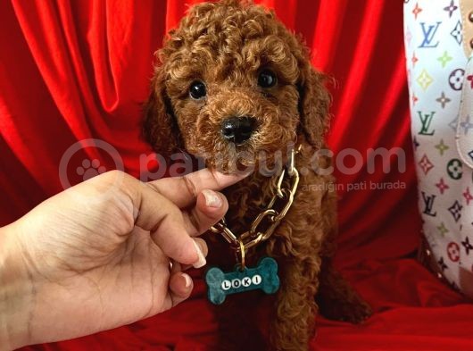 Red Brown Poodle Yavrular görsel