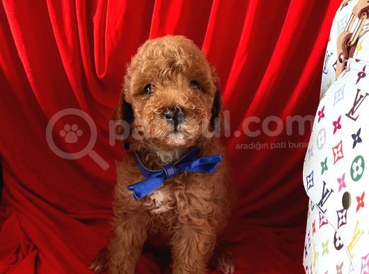 Red Brown Poodle Yavrular