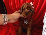 Red Brown Poodle Yavrular