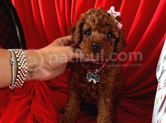 Red Brown Poodle Yavrular görsel