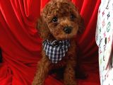 Red Brown Poodle Yavrular