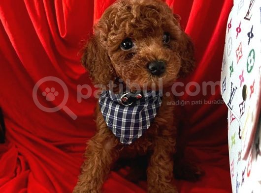 Red Brown Poodle Yavrular görsel