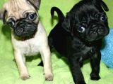 Pug  Yavrulari Mama Ve Malzeme Kampanyanli