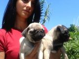 Pug  Yavrulari Mama Ve Malzeme Kampanyanli