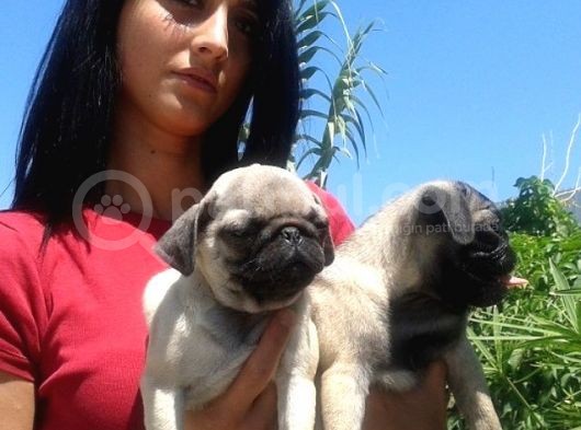 Pug  Yavrulari Mama Ve Malzeme Kampanyanli görsel