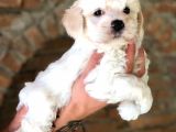 Mini Boyda Orjinal Maltese Yavrularım