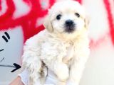Mini Boyda Orjinal Maltese Yavrularım