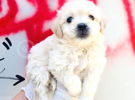 Mini Boyda Orjinal Maltese Yavrularım