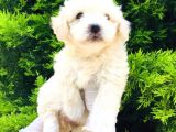 Mini Boyda Orjinal Maltese Yavrularım