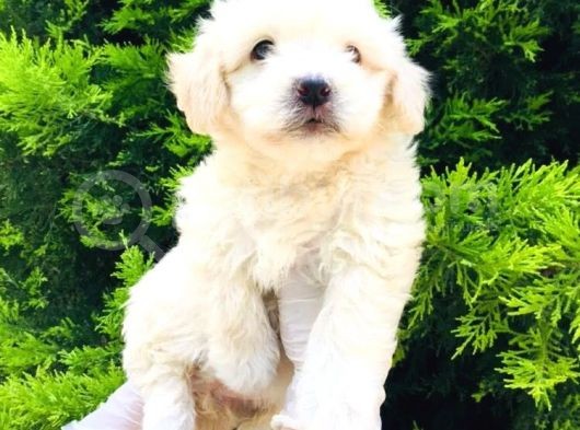 Mini Boyda Orjinal Maltese Yavrularım görsel