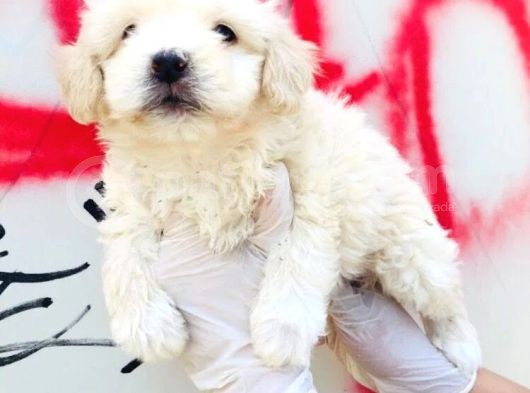 Mini Boyda Orjinal Maltese Yavrularım görsel