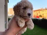 Enfes Kali̇tedeki̇  Toy Poodle Bebeklerimi̇z