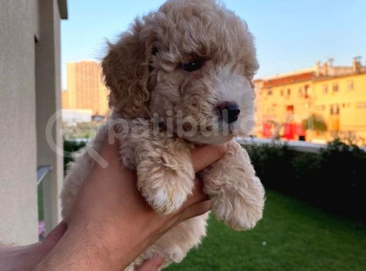 Enfes Kali̇tedeki̇  Toy Poodle Bebeklerimi̇z görsel