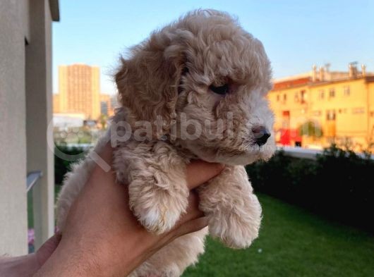 Enfes Kali̇tedeki̇  Toy Poodle Bebeklerimi̇z görsel
