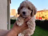 Enfes Kali̇tedeki̇  Toy Poodle Bebeklerimi̇z