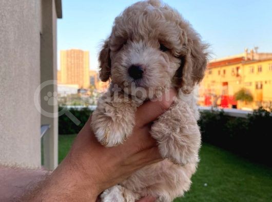 Enfes Kali̇tedeki̇  Toy Poodle Bebeklerimi̇z görsel