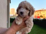 Enfes Kali̇tedeki̇  Toy Poodle Bebeklerimi̇z