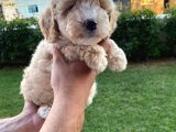 Enfes Kali̇tedeki̇  Toy Poodle Bebeklerimi̇z