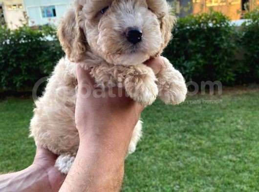 Enfes Kali̇tedeki̇  Toy Poodle Bebeklerimi̇z görsel