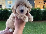Enfes Kali̇tedeki̇  Toy Poodle Bebeklerimi̇z