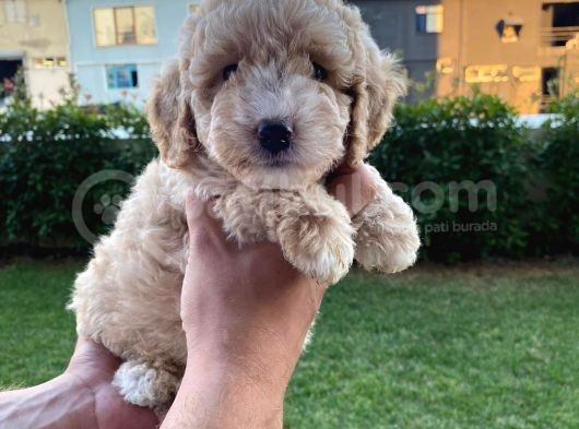 Enfes Kali̇tedeki̇  Toy Poodle Bebeklerimi̇z görsel