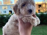 Enfes Kali̇tedeki̇  Toy Poodle Bebeklerimi̇z