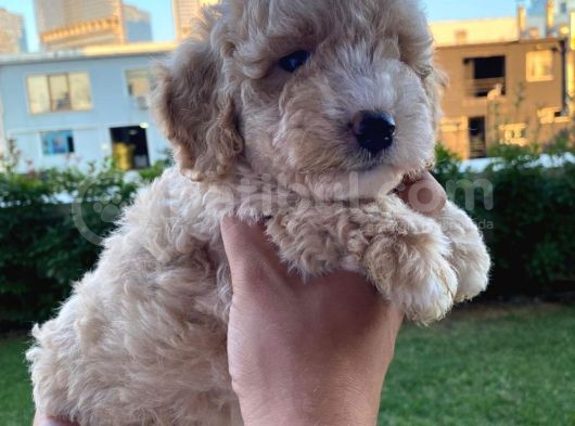 Enfes Kali̇tedeki̇  Toy Poodle Bebeklerimi̇z