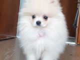 Pomeranian Boo 0 Numara Ticket Guzeller Guzeli