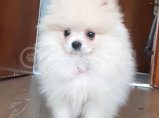 Pomeranian Boo 0 Numara Ticket Guzeller Guzeli