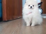 Pomeranian Boo 0 Numara Ticket Guzeller Guzeli