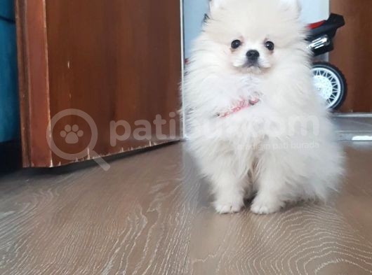 Pomeranian Boo 0 Numara Ticket Guzeller Guzeli görsel